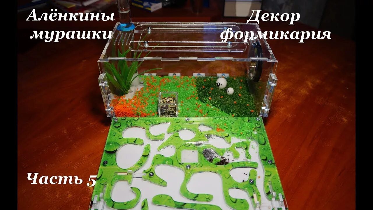 Комплект муравьиной фермы "Куб" для начинающих: ферма, муравьи степные жнецы Mes