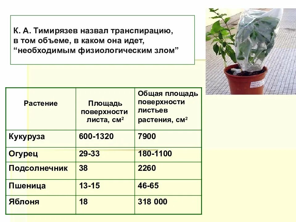 От какого фактора зависит поглощение воды растением. Факторы влияющие на процесс транспирации у растений. Интенсивность транспирации у растений. Процесс транспирации у растений. Транспирация таблица.