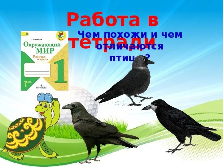 Кто такие птицы 1 класс окружающий мир. Птицы в окружающем мире 1 класс. Кто такие птицы 1 класс рабочая тетрадь. Фото кто такие птицы окружающий мир 1 класс.