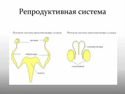 Половая система животных