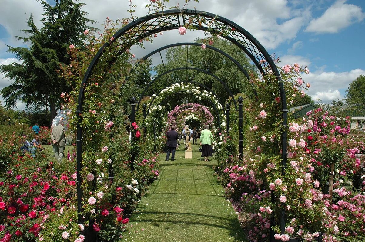 пергола пирамида клематис. арка для роз. арка садовая park hf0014 для вьющихся растений. флорентина плетистая арка. арка для плетистой розы.