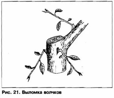 Волчок абрикос