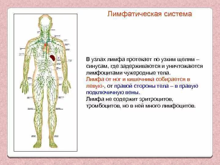 Лимфатическая система схема движения лимфы. Лимфатическая система лимфоузлы. Лимфатическая система ног человека схема движения лимфы. Схема лимфооттока направление тока лимфы. Рисунок лимфатической системы