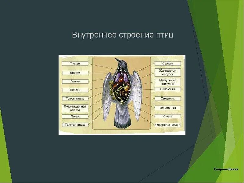 Особенности строения и жизнедеятельности птиц 8 класс. Внутреннее строение птиц. Класс птицы внутреннее строение. Внутреннее строение птицы Сокола. Внутреннее строение птиц таблица.