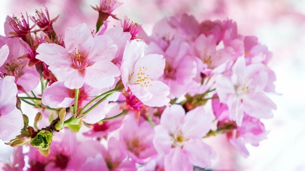 Somei Yoshino Сакура. Сакура шидаре Ешино. Сакура шидаре Ёшино. Пион Cun Song Ying / Muramatsu-Zakura. Cherry blossom отзывы