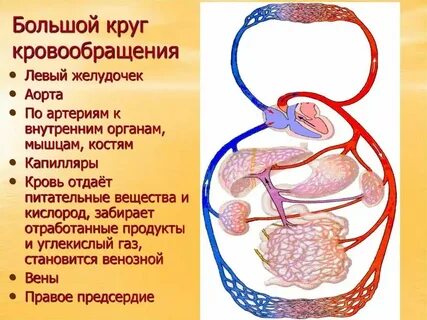Укажите правильную последовательность артерий