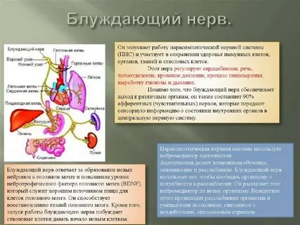 Блуждающий нерв относится к отделу нервной системы