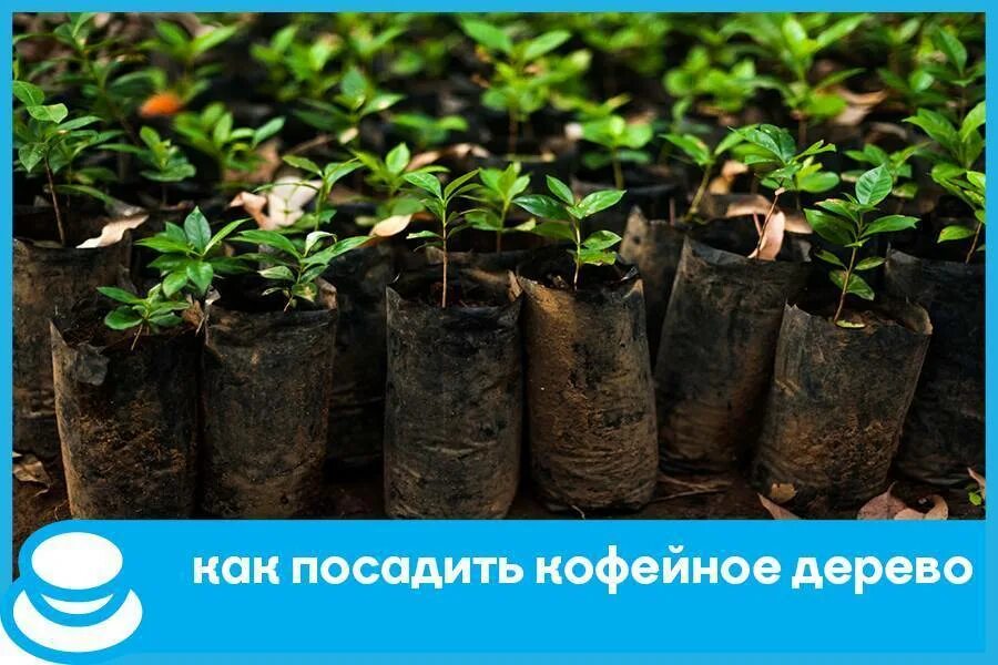 Как вырастить кофейное