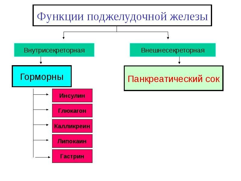 Железы внешнесекреторной функции. Внутрисекреторная функция поджелудочной железы. внешнесекреторная и внутрисекреторная функции поджелудочной железы. внешнесекреторная и внутрисекреторная недостаточность. внешнесекреторная недостаточность поджелудочной железы.