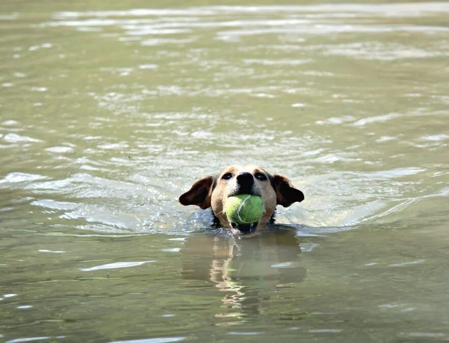 Учи рыбу плавать а собаку лаять. Собака плавает. Собака плывет. Собака в речке плывет. Пёс плавает в речке.