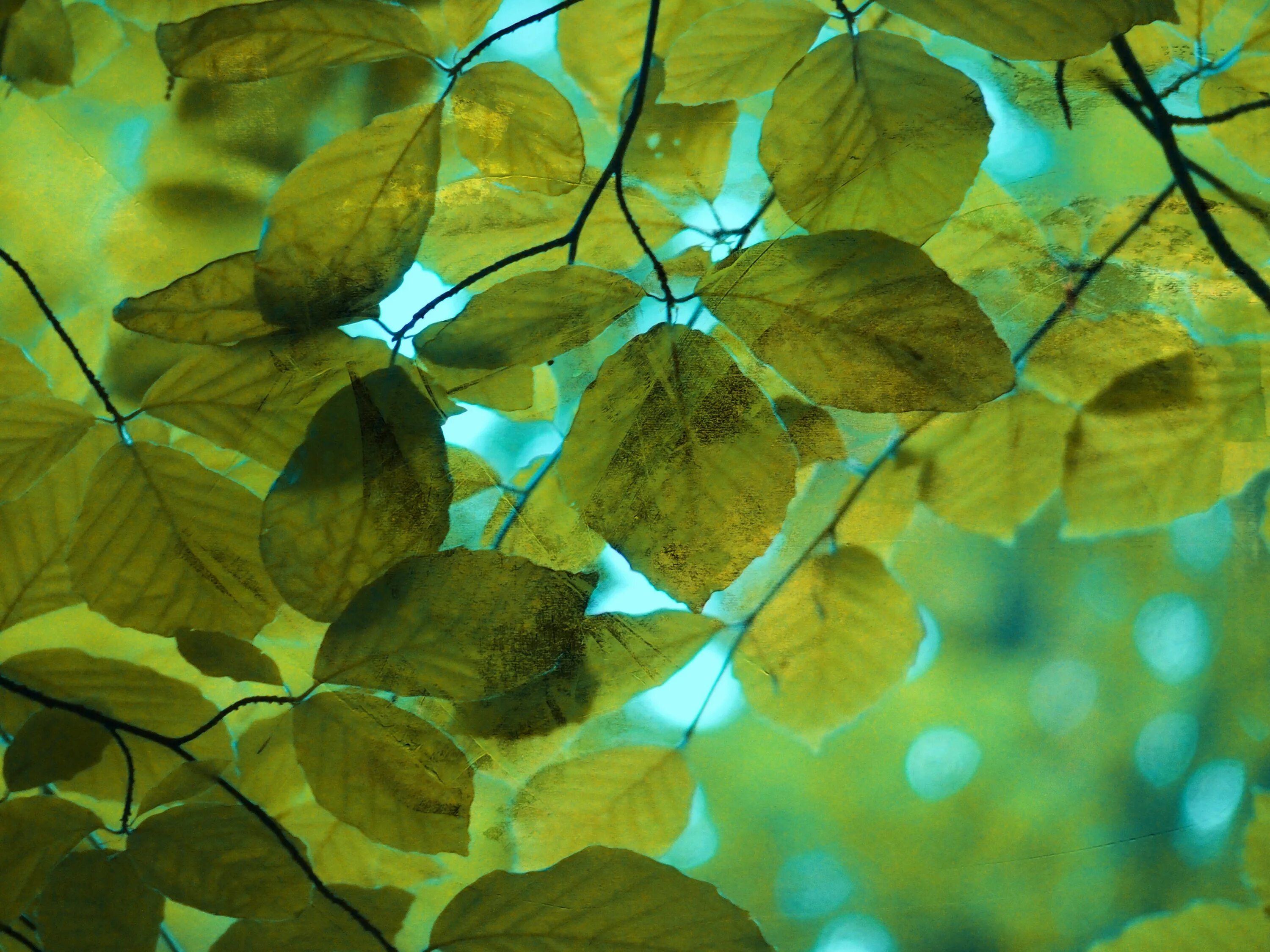 Leaves on the back. Природа листья. Красивые листочки. Листья деревьев. Листья фон.