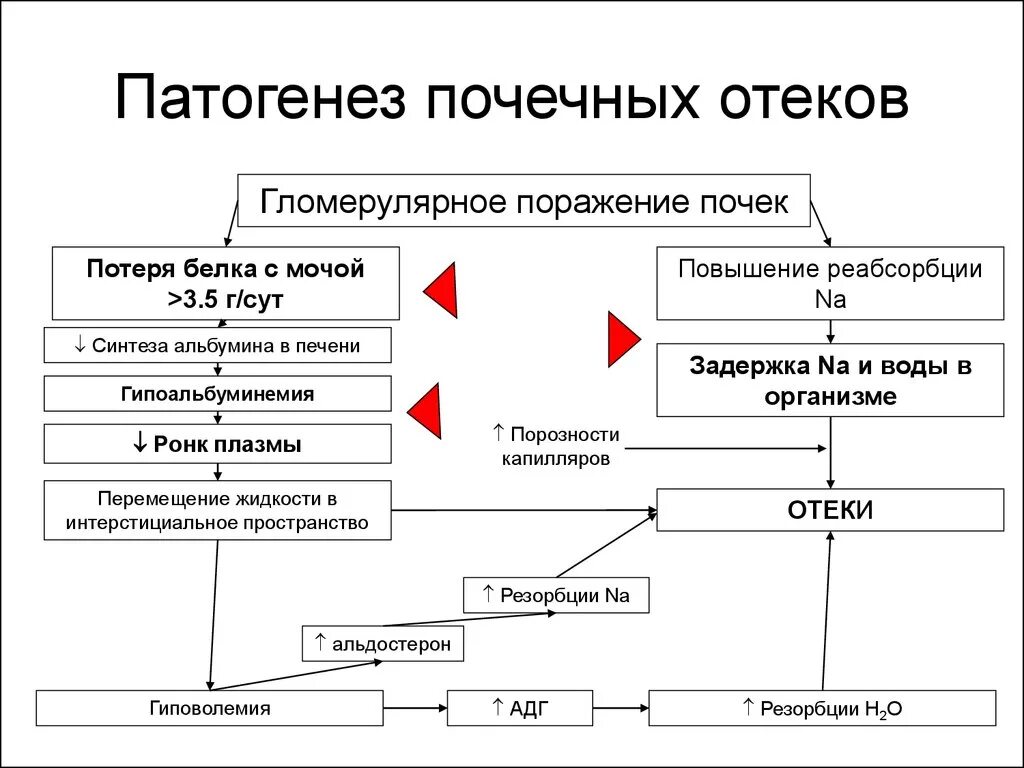 Механизм развития отеков почек. Механизм почечных отеков патофизиология. Патогенез отечного синдрома при почечной недостаточности. Механизм образования отеков при заболеваниях почек. Признаки патогенеза