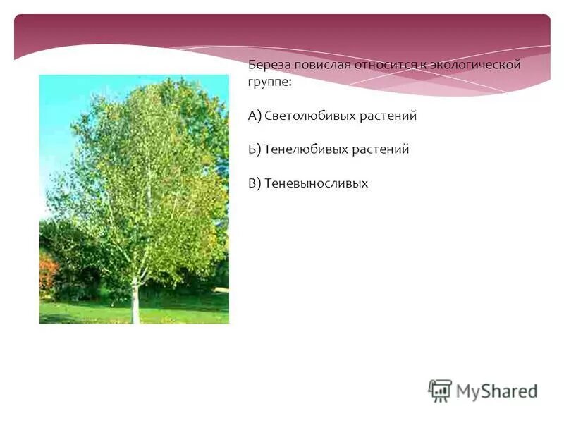 Береза повислая характеристика листа. Ива плакучая диаметр кроны. Береза повислая высота. Береза бородавчатая диаметр кроны. Паспорт растения береза повислая.