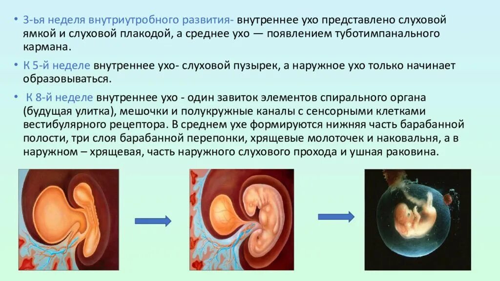 Формирование органов человека. Формирование уха внутриутробно. Особенности внутриутробного развития. Развитие органа слуха в онтогенезе. Развитие и возрастные особенности органа слуха.