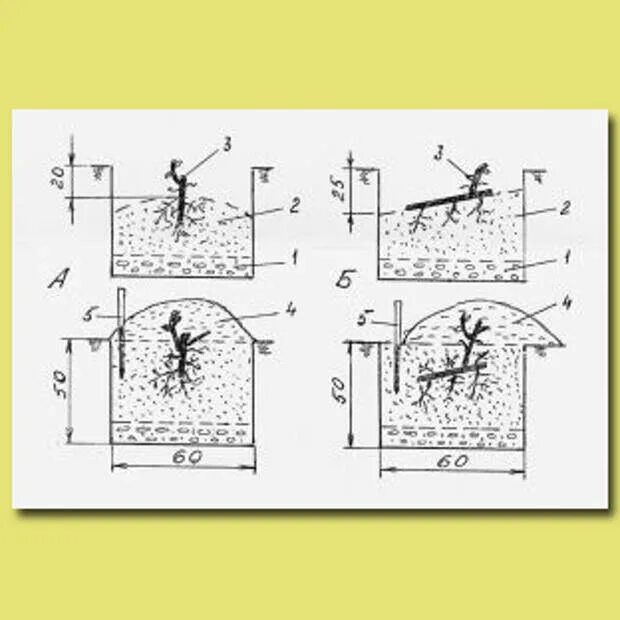 Схема посадки винограда весной саженцами. Посадка куста винограда весной. Посадка винограда весной саженцами в открытый. Посадка саженцев винограда весной в грунт. Схема посадки саженцев винограда.