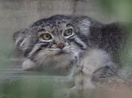 Где встречается манул