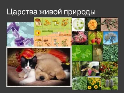 Живая природа презентация 5 класс биология