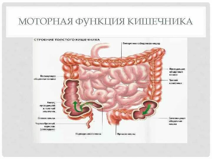 Правая подвздошная кишка. Ободочная толстая кишка анатомия. Строение подвздошной тонкой кишки. Схема строения тонкого кишечника. Тонкий кишечник строение и функции анатомия.