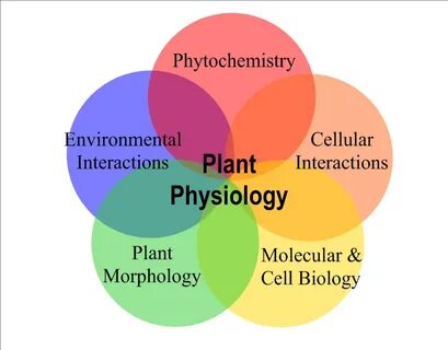 Plant physiology