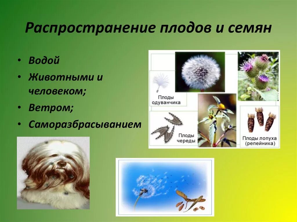 Распространение плодов и семян. Распространение плодов животными. Распространение плодов и семян животными. Распространение плодов и семян ветром. Распространение семян неживой природы