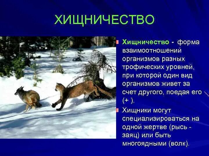 Взаимодействие популяций рыси и зайца