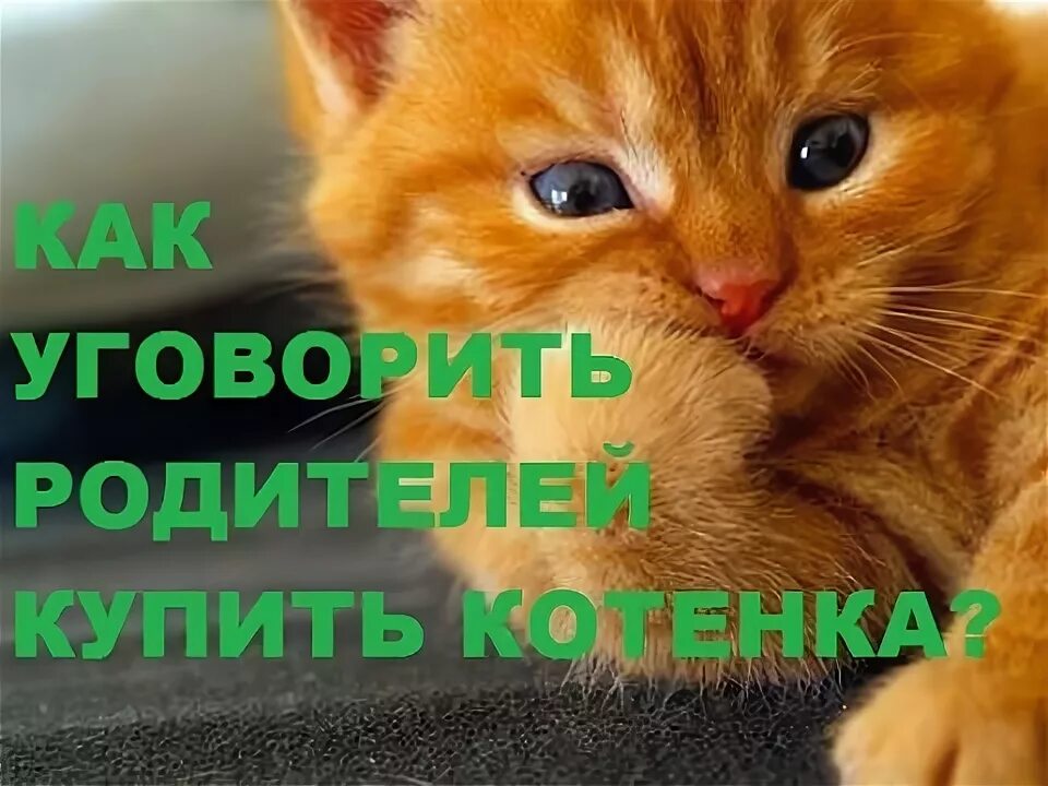 Купить маму кота. Как уговорить родителей купить котенка. Как выпросить кота у родителей. Как попросить у мамы купить котенка. Как уговорить папу купить котенка.