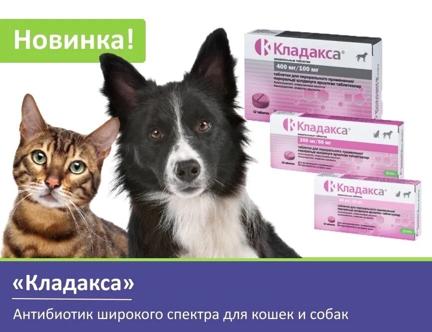 Кладакса для собак 500. Кладакса 250 мг для собак. клодакса 50 мг для кошек. кладакса 500. кладакса препарат ветеринарный.