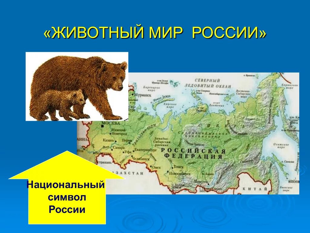 Животный мир России. Животные России на карте. Животные мир России. Животные символы России.