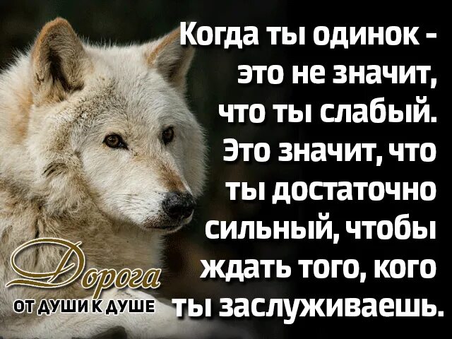 Закон слабого и сильного. Одинокий волк цитаты. Волк одиночка высказывания. Цитаты про Волков одиночек. Волк одиночка фраза.