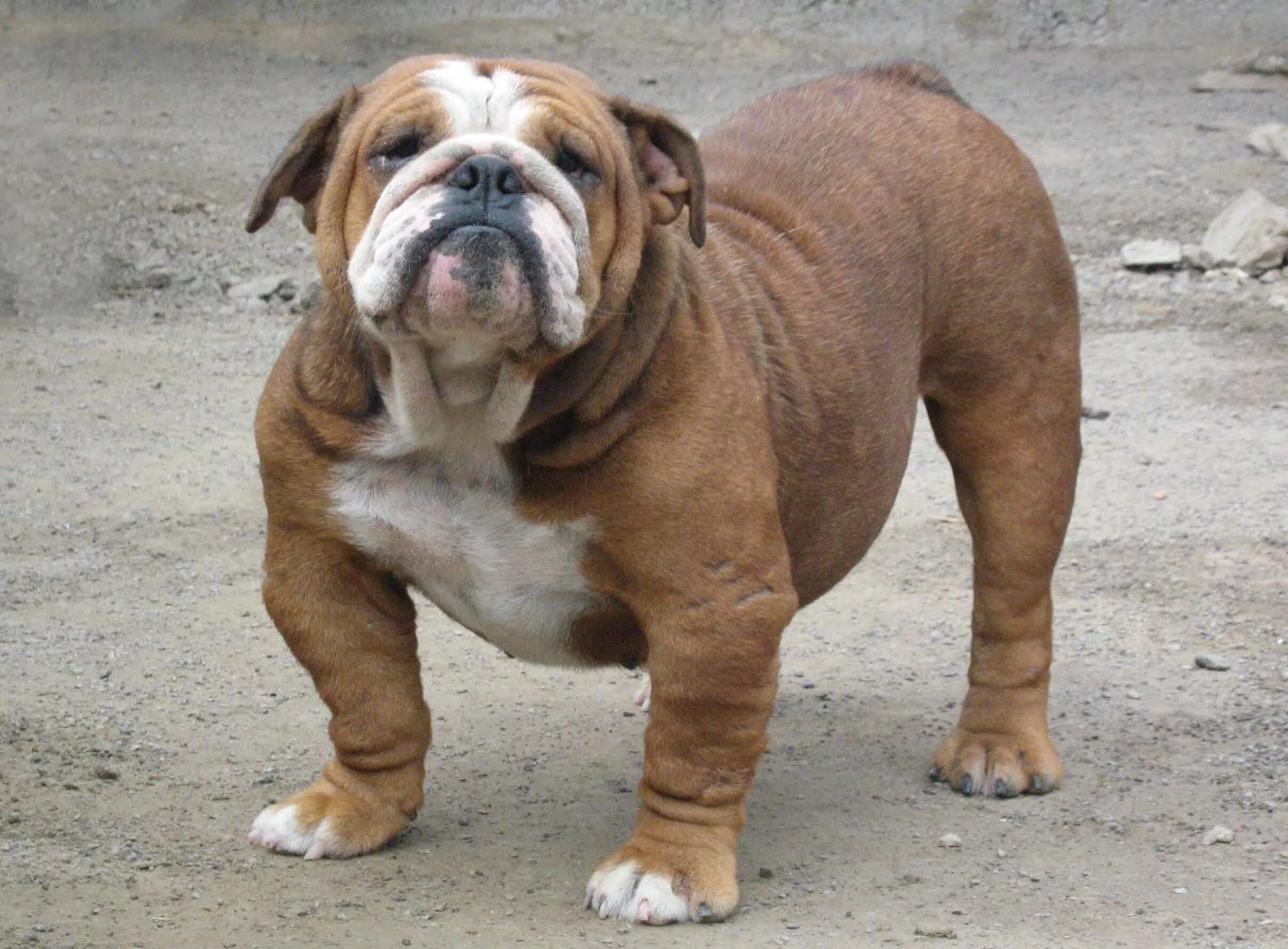 Рыжий бульдог. Рыжий бульдог. Французский бульдог коричневый щенок. Французский бульдог рыжий щенок. Французский бульдог рыжий щенок.