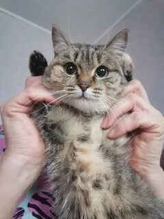 Котята магнитогорск в добрые