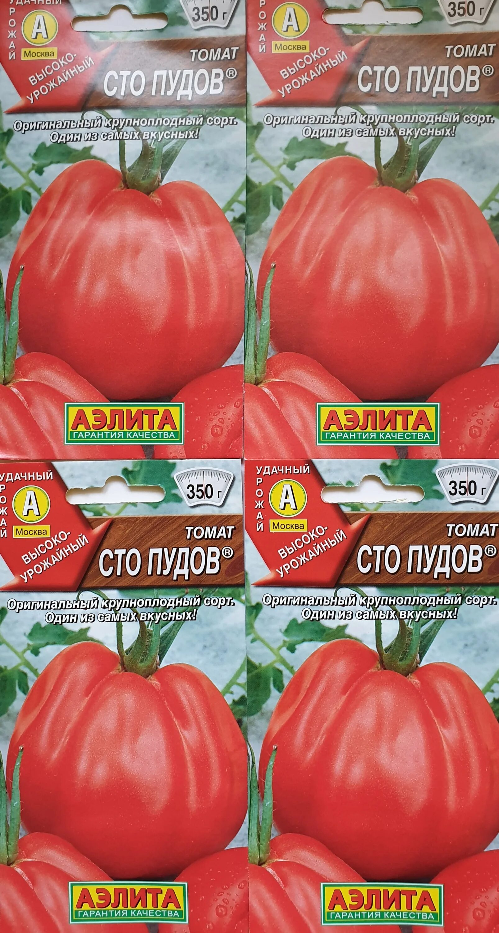 Сорт томата СТО пудов. Томат 100 пудов. 100 Пудов томаты высота.