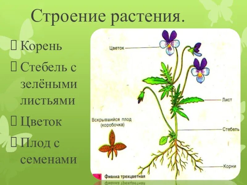 Строение растения. Строение стебля и корня растений. Цветок со стеблем и корнем. Строение цветкового растения.