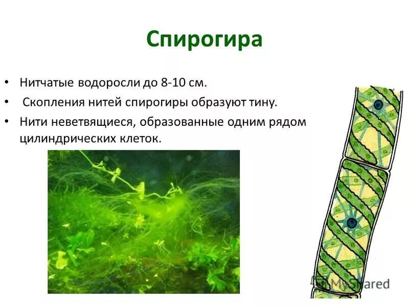 Рассмотрите изображения растений брюква пихта спирогира. Нитчатая водоросль спирогира. нитчатая водоросль спирогира встречается. водоросль спирогира клетки. многоклеточные нитчатые водоросли.