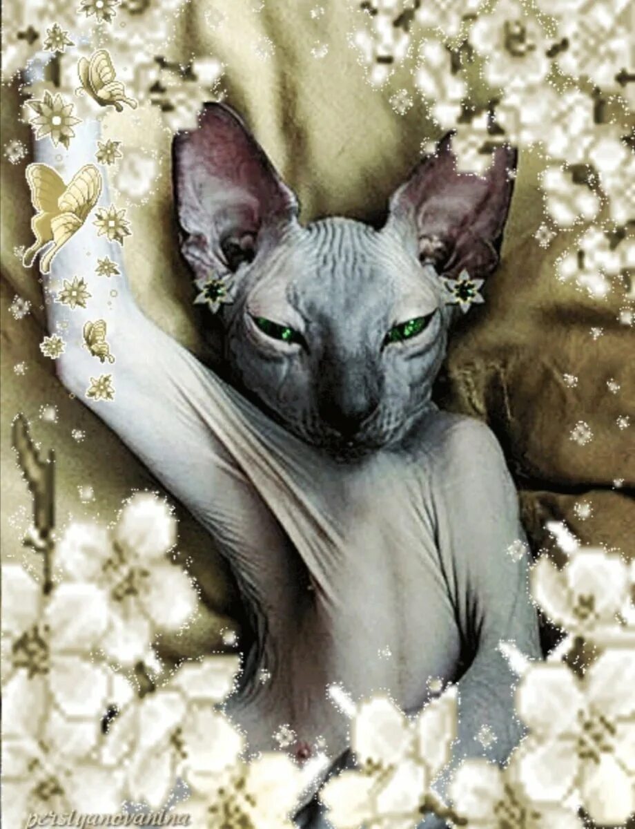 Сфинкс дата. Сфинкс. лысый кот. бесшерстные кошки. коты сфинксы.