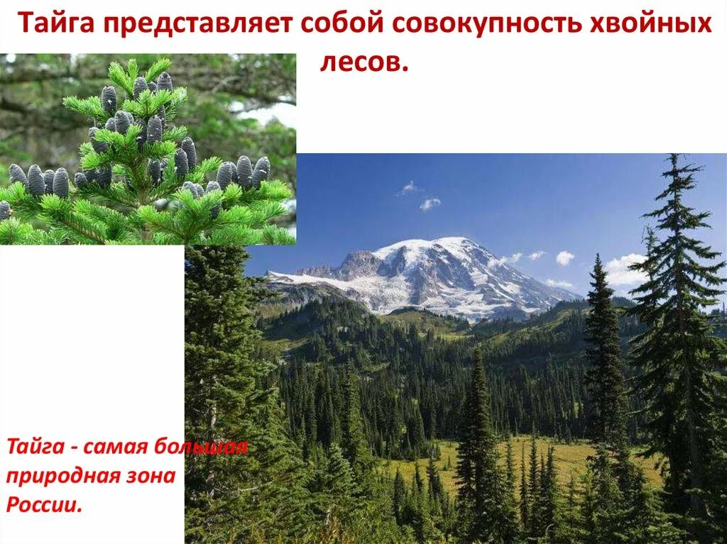 Природная зона хвойных лесов. Тайга самая большая природная зона. Природная зона Тайга Тайга самая большая природная зона России. Презентация Тайга России. Тайга самая крупная природная зона россии