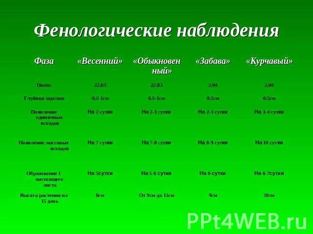 Наблюдение за растением 6 класс биология. Фенологические наблюдения. Фенологические наблюдения таблица. Фенологические наблюдения за растениями.