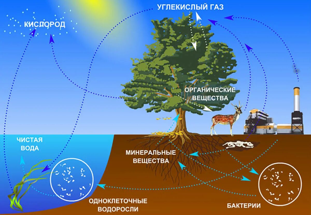 Круговорот это в биологии. Схема круговорота веществ в природе воды. Схема биологического круговорота веществ. Круговорот веществ и энергии в природе схема. Круговорот веществ в биосфере схема.