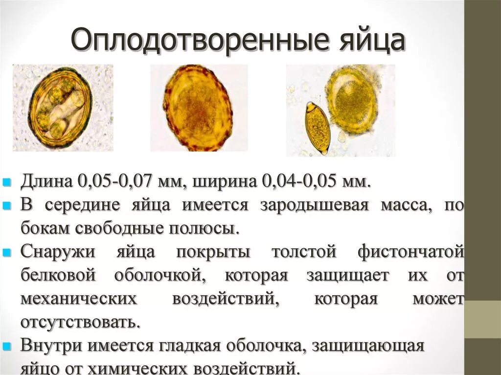 Яйцо оплодотворенное человеком. Вид оплодотворенного яйца. определение оплодотворенности яйца. яйцо зародышевая форма.
