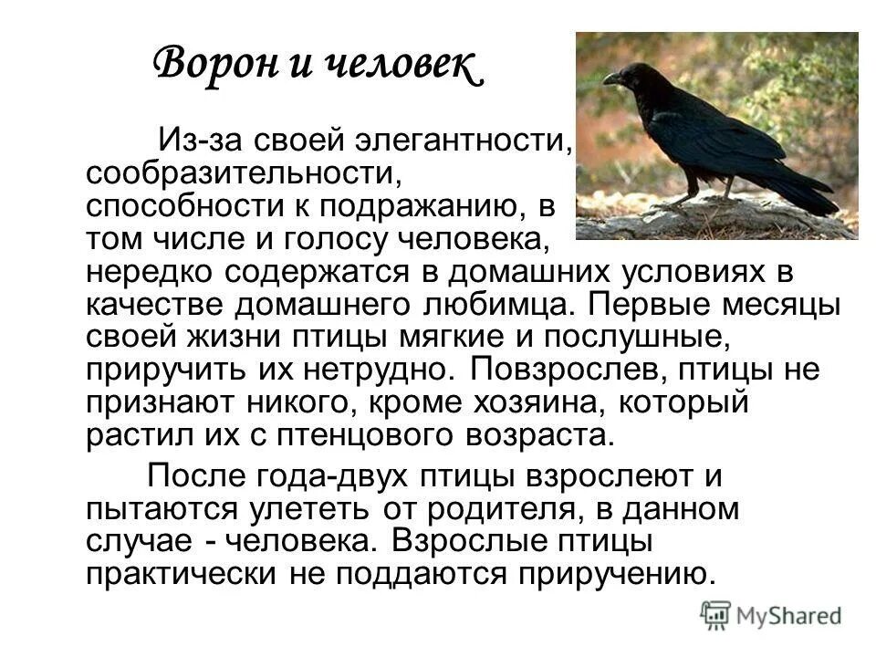 Рассказ о вороне. Описание вороны. Интересные факты о воронах. Ворона описание птицы.