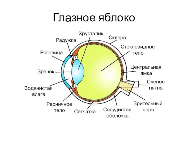 Особенности строения органа зрения. Строение анализатора глаза. Зрительный анализатор строение и функции анатомия. Строение зрительного анализатора животных анатомия. Зрительный анализатор строение глаза.