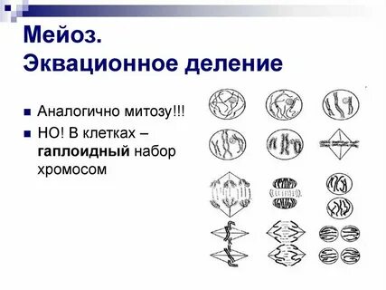 Мейоза образуется 4 гаплоидные клетки