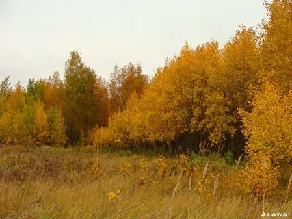 Октябрь омская область