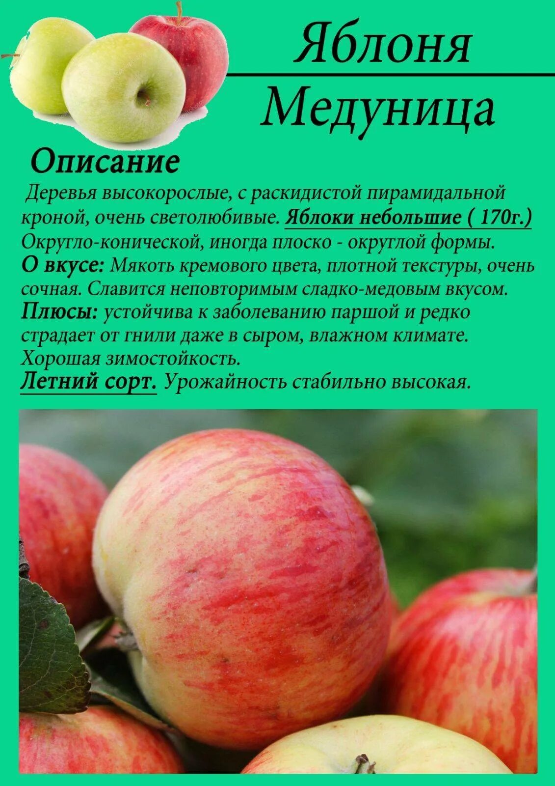 Описание сорт яблока. Яблоня сорт медуница. яблоня медуница описание сорта. яблоня медуница полукарлик (с3). сорт яблок медуница.