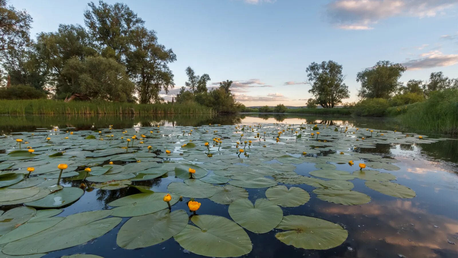 Озеро желтые воды. Икорец река Воронежская кувшинки. Река Кривуша кувшинки. Донской природный парк Рогожкино. Лотосовое озеро Курская область.