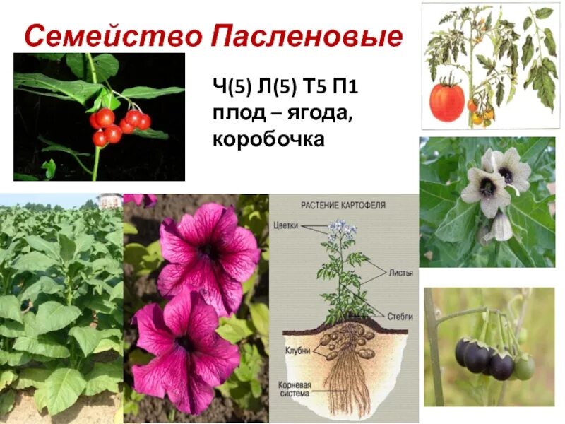 Система пасленовых. Пасленовые семейство плоды ягода. семейство пасленовые плод коробочка. корневая система пасленовых растений. плод коробочка у пасленовых.