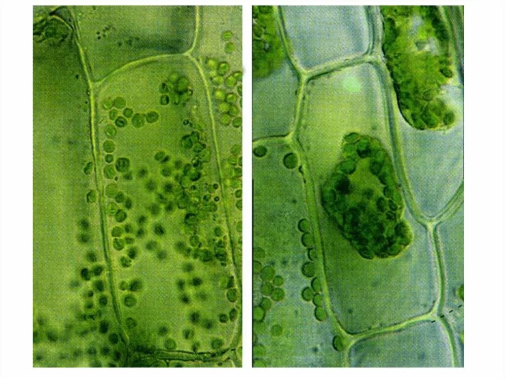 Плазмолиз раствор. Осмос тургор плазмолиз. Клетки листа водного растения элодеи. Осмос в растительной клетке. Хлоропласты в растительной клетки под микроскопом.
