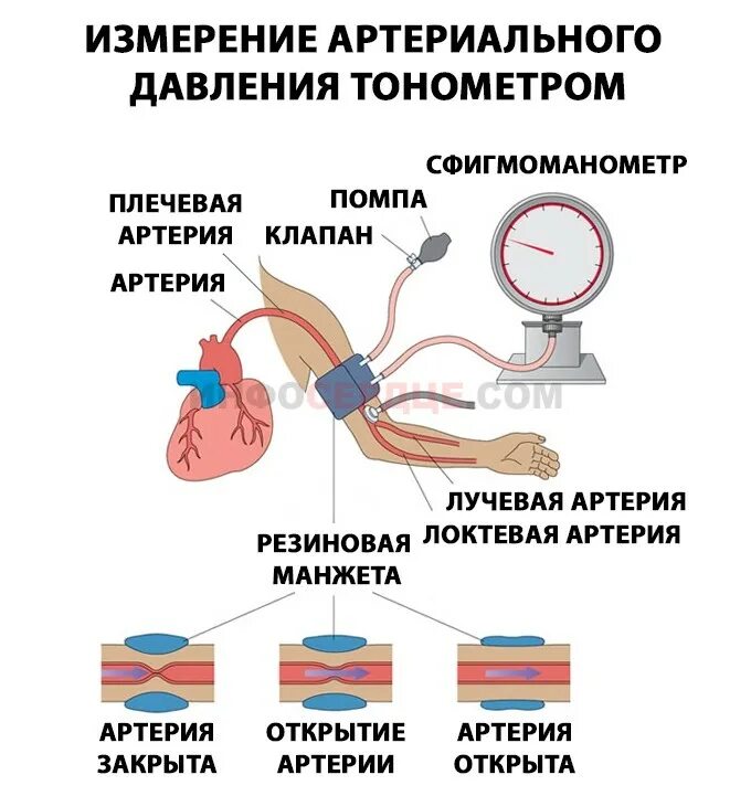 Измерение давления. Измерение артериального давления. Артериальное давление схема. Верхнее артериальное давление. Что означает пд