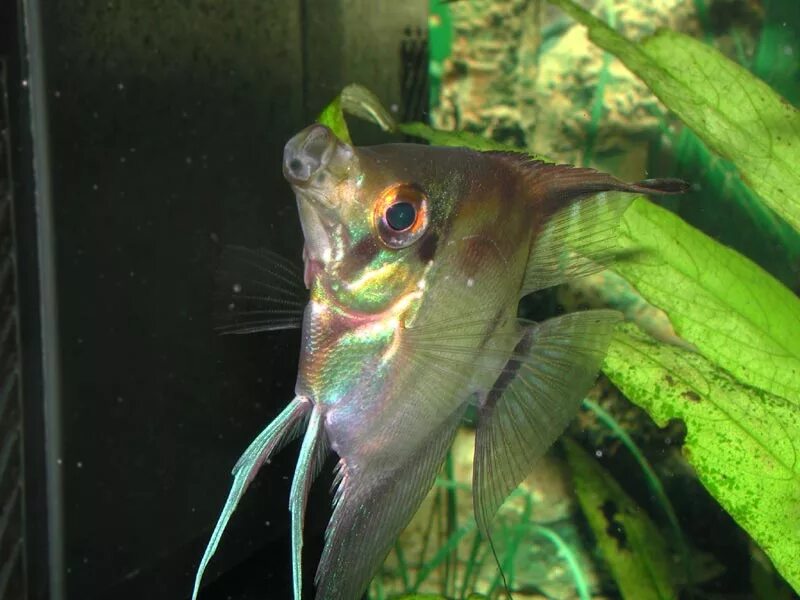 Съели скалярию