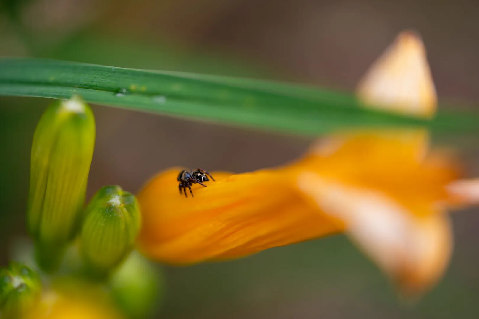 70mm f2.8 DG macro. Sigma ex 105mm DG 2.8 macro. Sigma 70 2.8 macro. Sigma af 105mm f/2.8 macro.